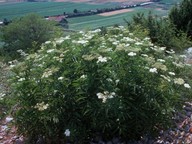 Sambucus ebulus