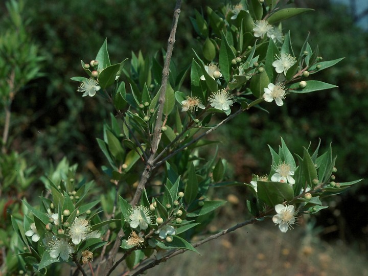 Myrtus communis