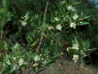 Myrtus communis