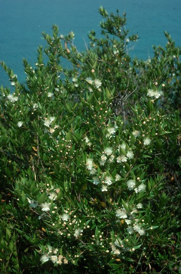 Myrtus communis