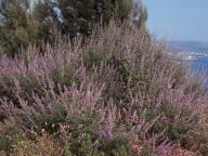 Vitex agnus-castus