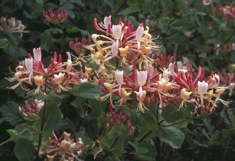 Lonicera caprifolium