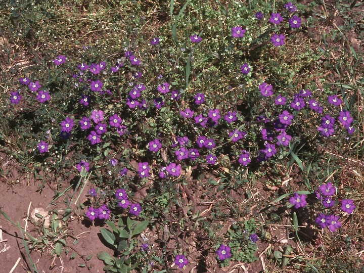 Legousia speculum-veneris