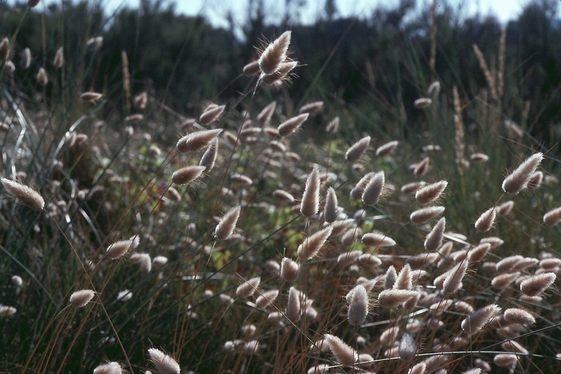 Lagurus ovatus