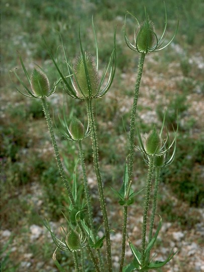 Dipsacus pilosus