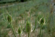 Dipsacus pilosus