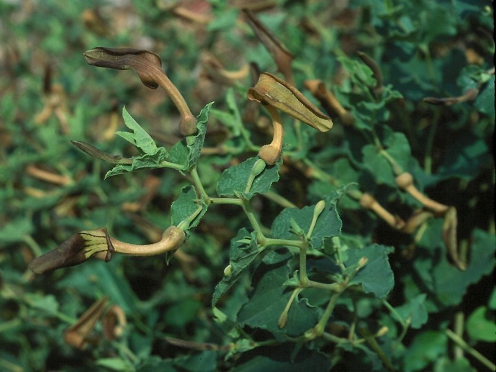 Aristolochia pistolochia