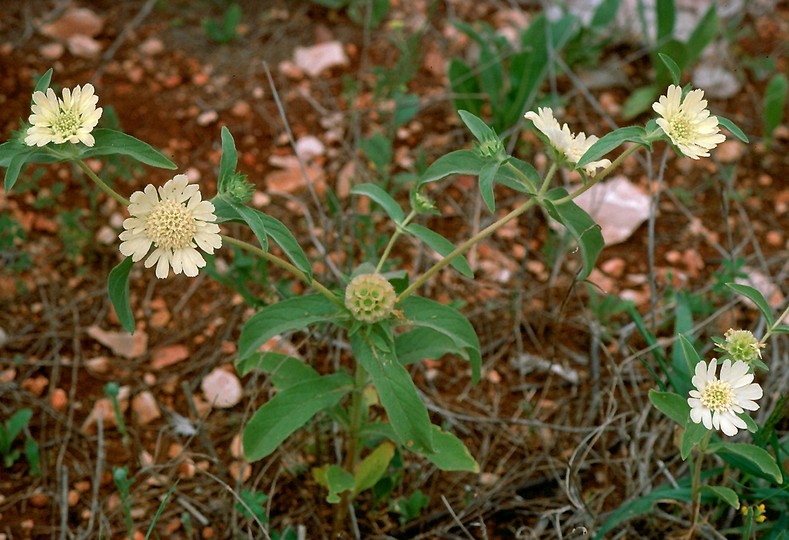 Scabiosa prolifera