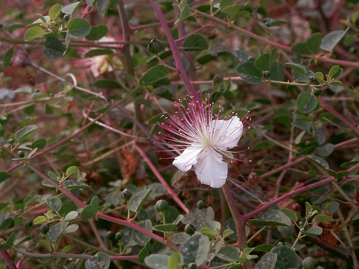 Capparis ovata