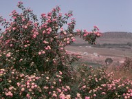 Lantana camara