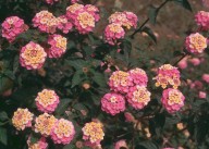 Lantana camara