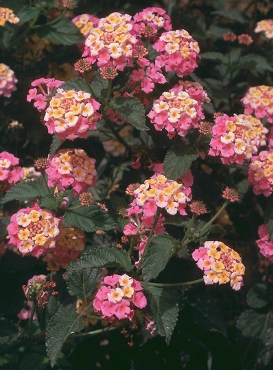 Lantana camara