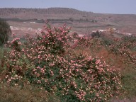 Lantana camara