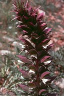 Acanthus spinosus