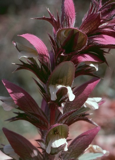 Acanthus spinosus