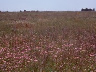 Linum pubescens