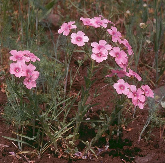 Linum pubescens