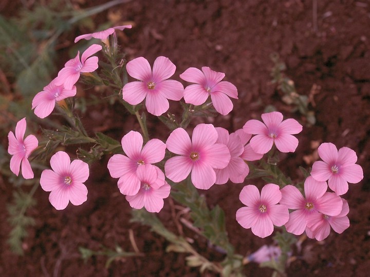 Linum pubescens