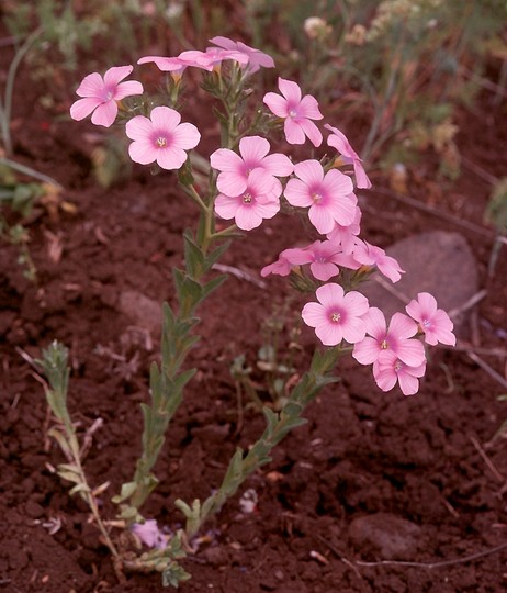 Linum pubescens