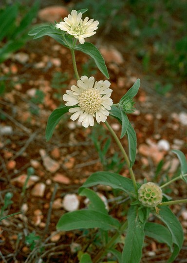 Scabiosa prolifera