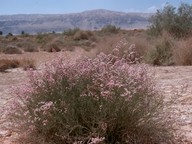 Limonium sp.