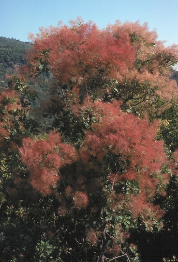 Cotinus coggygria