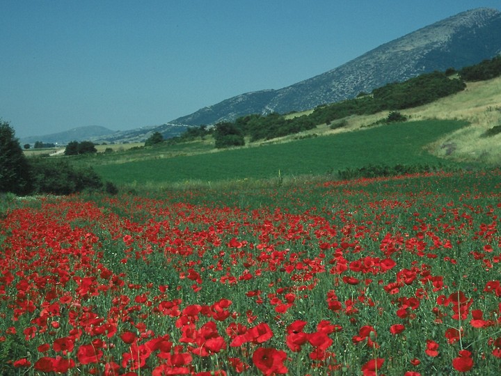 Papaver rhoeas