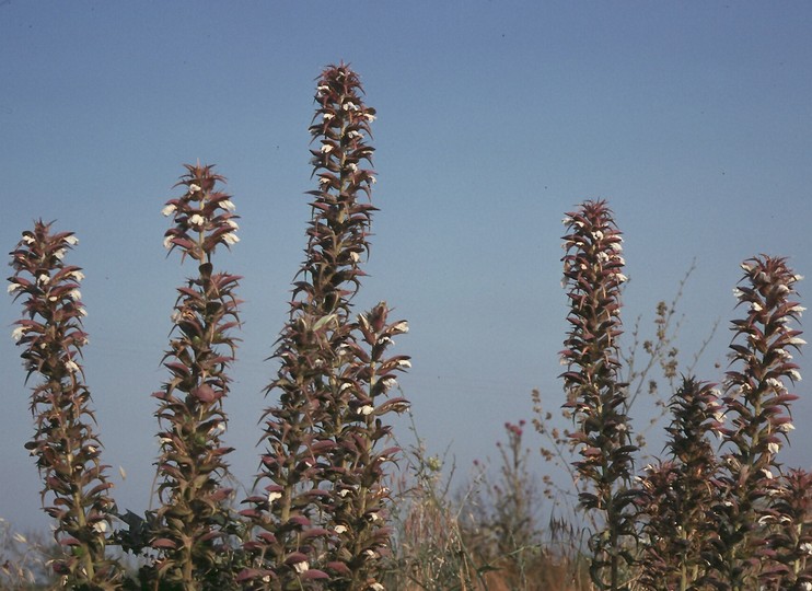 Acanthus spinosus