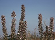 Acanthus spinosus