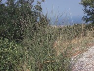 Verbena officinalis