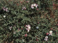 Capparis ovata