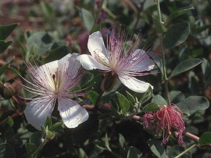 Capparis ovata