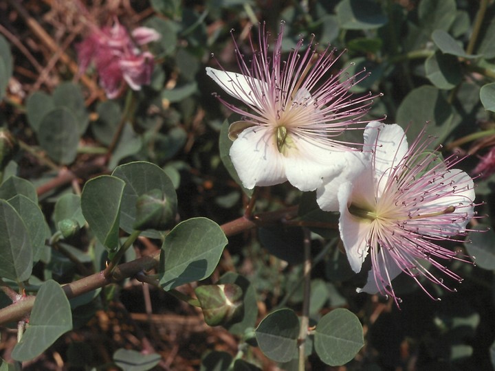 Capparis ovata