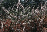 Vitex agnus-castus