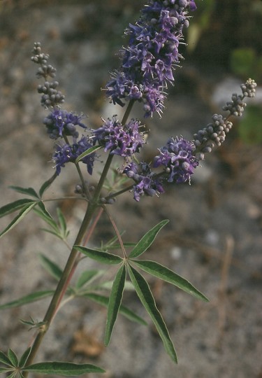 Vitex agnus-castus