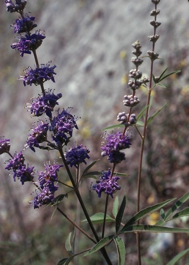 Vitex agnus-castus