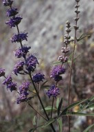 Vitex agnus-castus