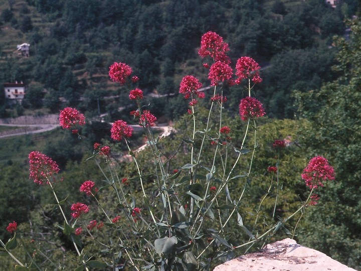 Centranthus ruber