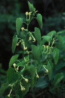 Aristolochia clematitis