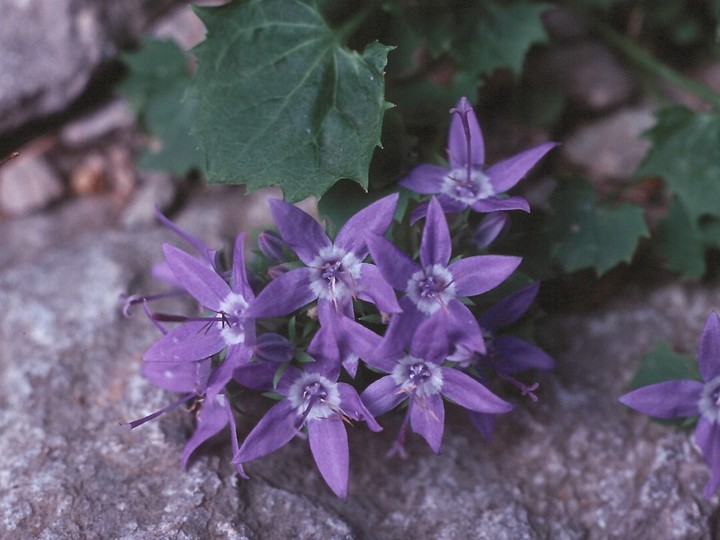 Campanula fenestrellata