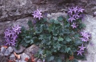 Campanula fenestrellata