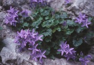 Campanula fenestrellata