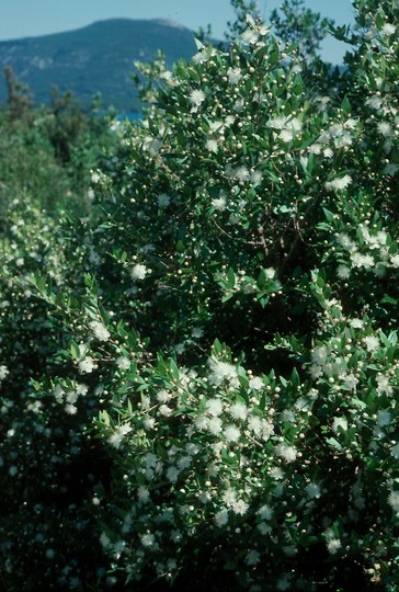 Myrtus communis