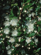 Myrtus communis