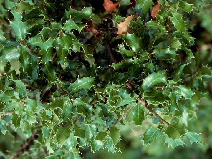 Quercus coccifera