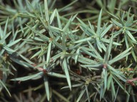 Juniperus oxycedros