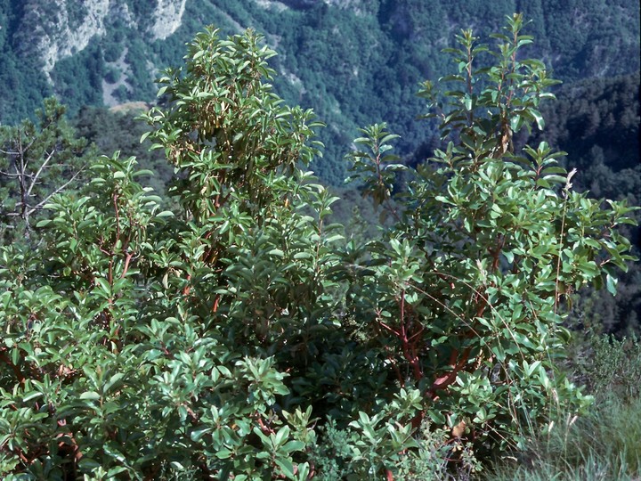 Arbutus andrachne