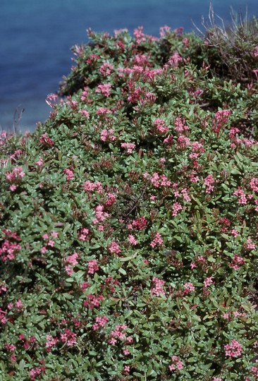 Putoria calabrica