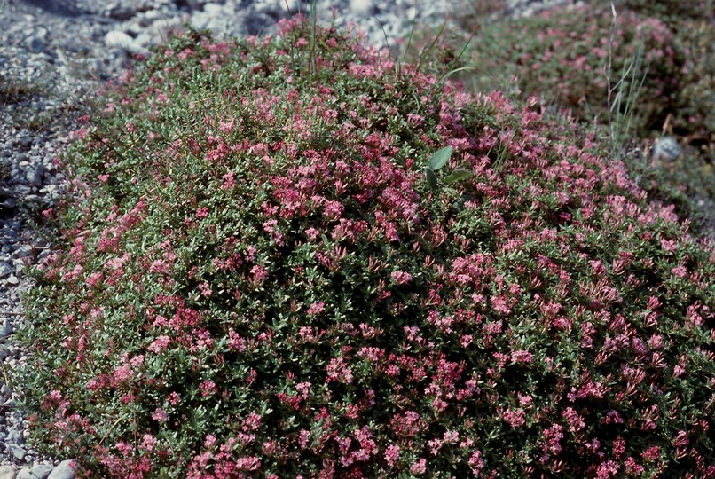 Putoria calabrica