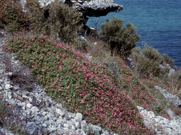 Putoria calabrica